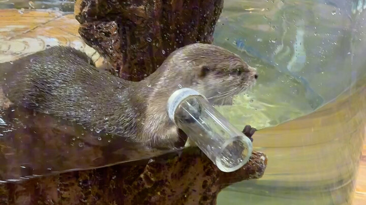 تعلّم هذه الحِيل وامسك بالثعلب المائي الصغير بسهولة!