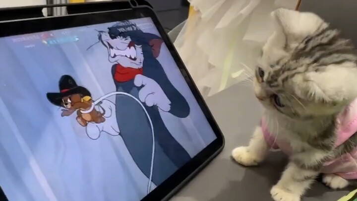 Ternyata kucing kecil juga suka menonton Tom and Jerry, ya