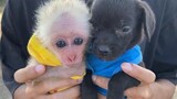 Baby monkey,,,👍😅🤣