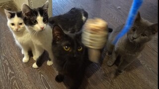 Gray Kitten Growling at Toy