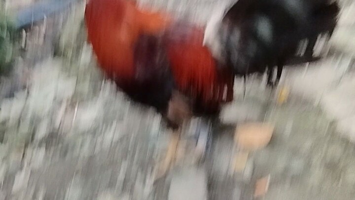 tisoy