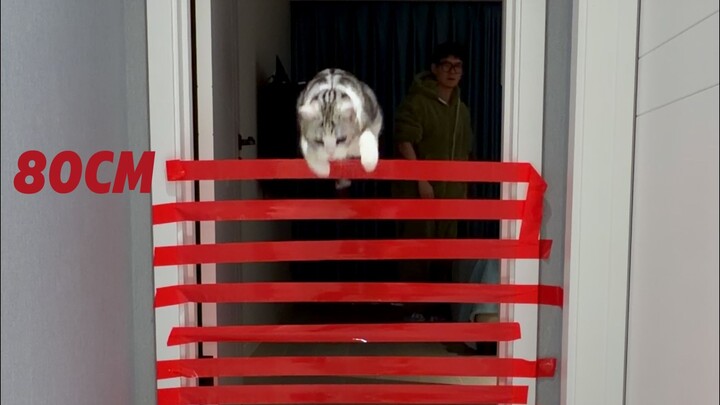 คนกับแมวแข่งกระโดดสูง มนุษย์พ่ายแพ้ราบคาบ!