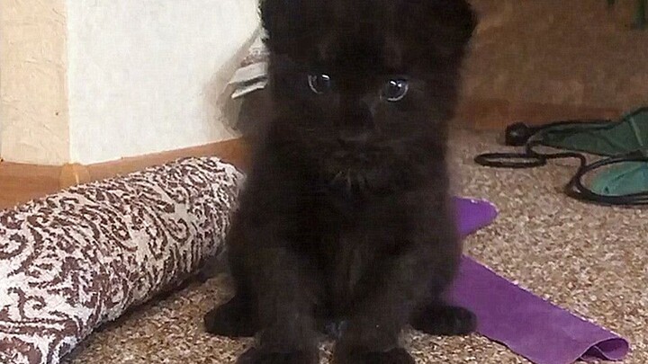 The 3-week-old black panther is still very weak.