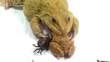 Reptile Pet | Hoplobatrachus Rugulosus Eating Fejervarya Multistriata