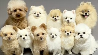 Funniest Dogs And Cats Awesome Funny And Cute Animal Videos | Baby Animals Funny Cats And Dogs