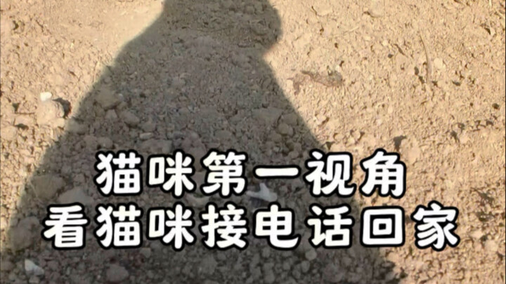 小猫接到电话回家的路途中遇到了它的妈妈和小伙伴