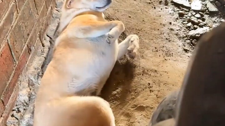 The little dog’s making way—it’s officially mastered the art of laziness, haha!