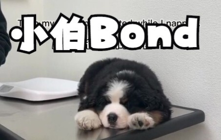 Lần đầu tiên trong đời của chú chó Bond