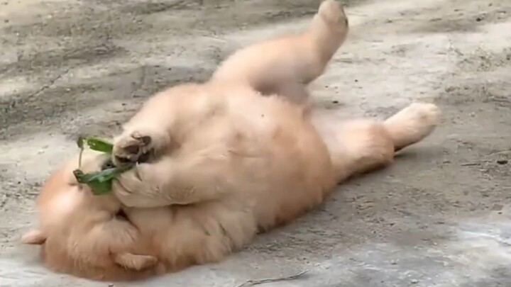 น้องหมาช่างยุ่งเหลือเกิน ยังแอบหาเวลาหัวเราะให้คุณดูสักหน่อย น่ารักสุดๆ!