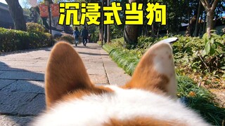 Đặt máy ảnh vào chú chó của bạn và xem thế giới trông như thế nào đối với một chú Corgi