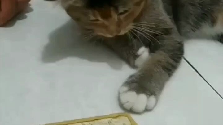 Smart cats learn in no time!!!