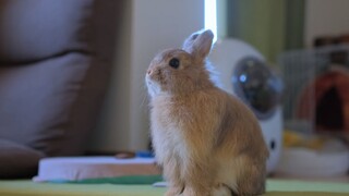 [Kelinci/usaco] Pagi-pagi terus melompat ke tempat tidur memanggil tuannya untuk bangun