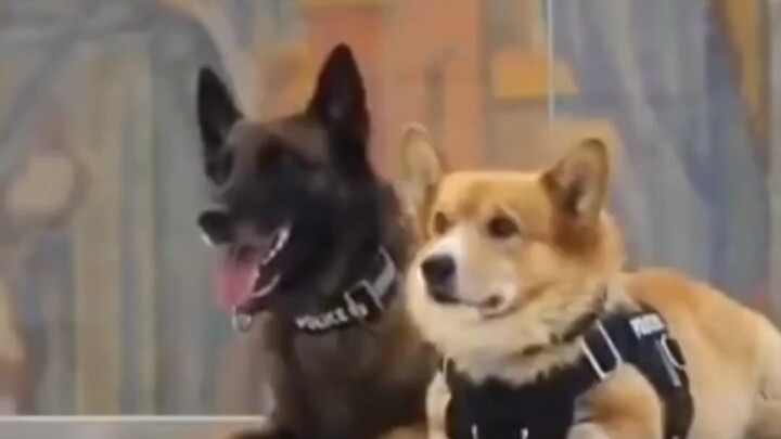 Even a dog who’s made it into the official roster can’t cut off love and desire! Police dog: There’s