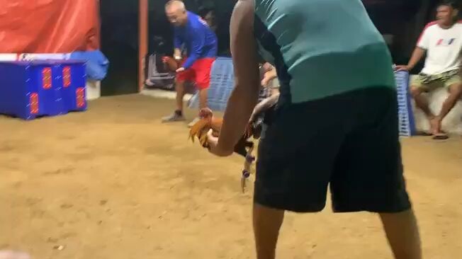 5 selection for 8 UGBOD STAG DERBY @ NAC BOGO NOV 8,2025