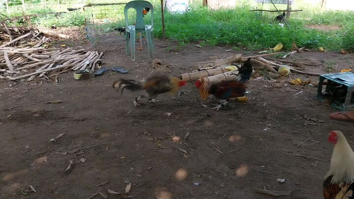 SparMunaTayo