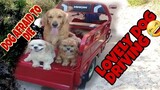 DOG RIDING IN E-BIKE  |   SHIH-TZU AND GOLDEN RETRIEVER