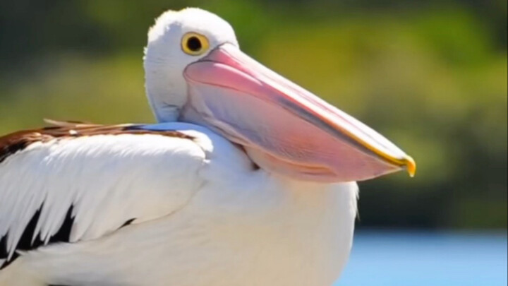 Động vật ngáp như thế nào?