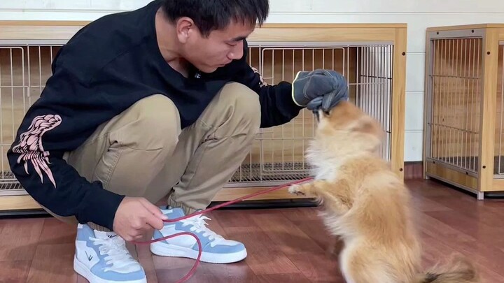 1-year-old Pomeranian guards its food and bites people; used to being boss at home, the trainer teac
