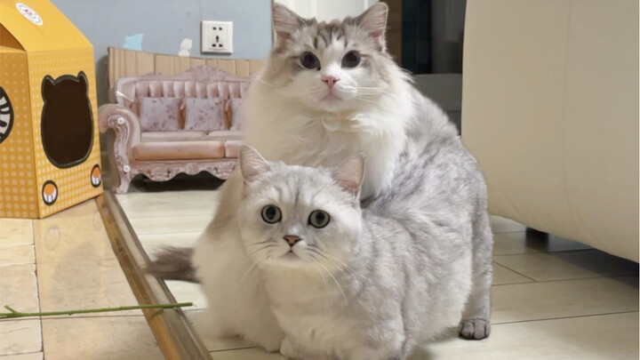 小猫咪还有两幅面孔