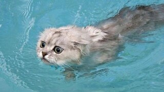 แมวตลกใน Water Cats Love Water Video Compilation
