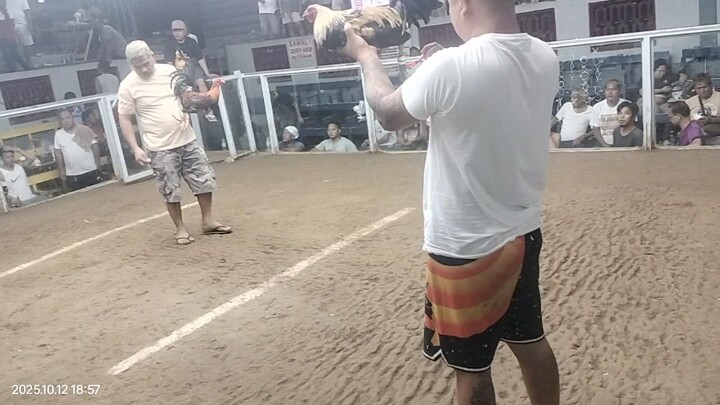 oct 12 2025 Galing maglaro Ng hilang walapo sugat"mga kamanoks..dihado sa pustahan...