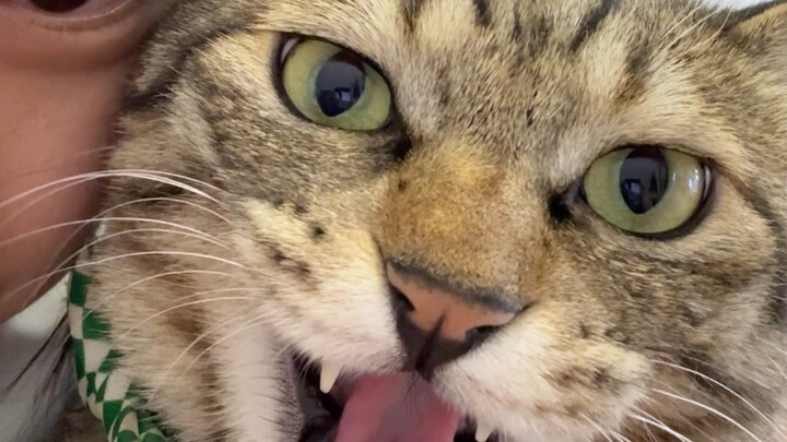 Tiap kali mengeong semakin keras, kucing kecil yang penuh tenaga!