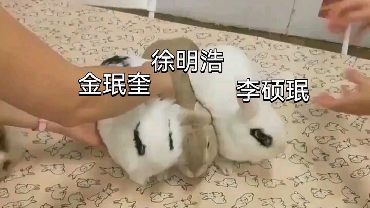 【seventeen】97line stiker