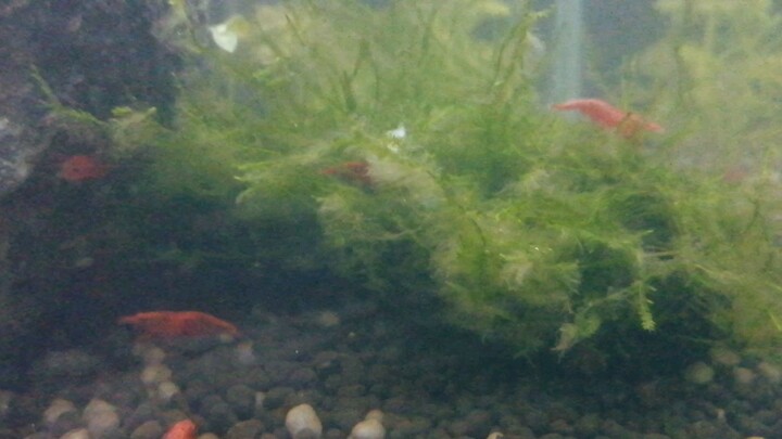 Hello Bilibilian