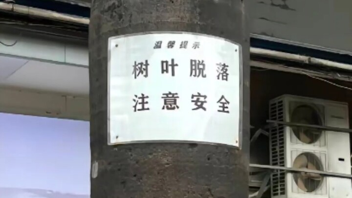 มอบความตื่นตะลึงจากใบไม้ร่วงทางใต้ให้ชาวเหนือสักหน่อย