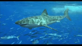 ＜サメ－Shark179－＞危険種