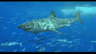 ＜サメ－Shark179－＞危険種