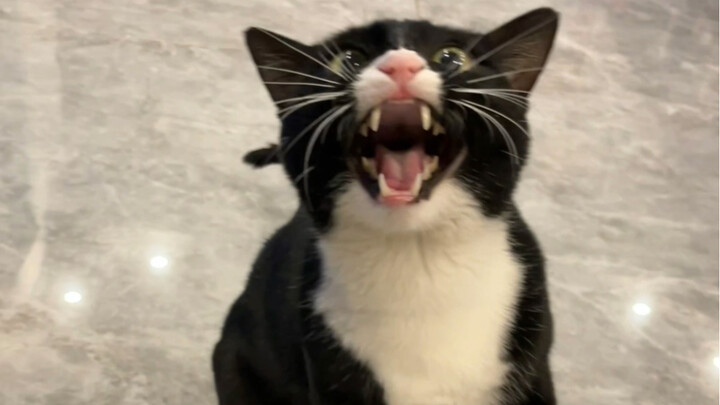 แมววัวเหมือนจะเป็นโรคประสาทจริงๆเลย