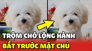 TRỘM CHÓ bắt bé chó Poodle NGAY TRƯỚC MẶT CHỦ khiến mọi người sợ hãi | Yêu Lu