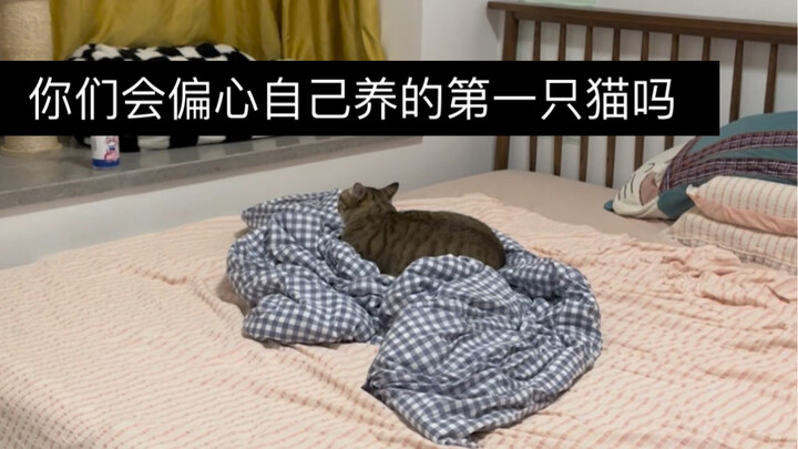 Apakah kalian cenderung memanjakan kucing pertama yang kalian pelihara?