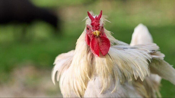 Chicken Tabetaka 08