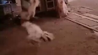 lacson line in the bit