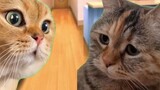 【Meme familiar/kucing】Makan malam keluarga kucing