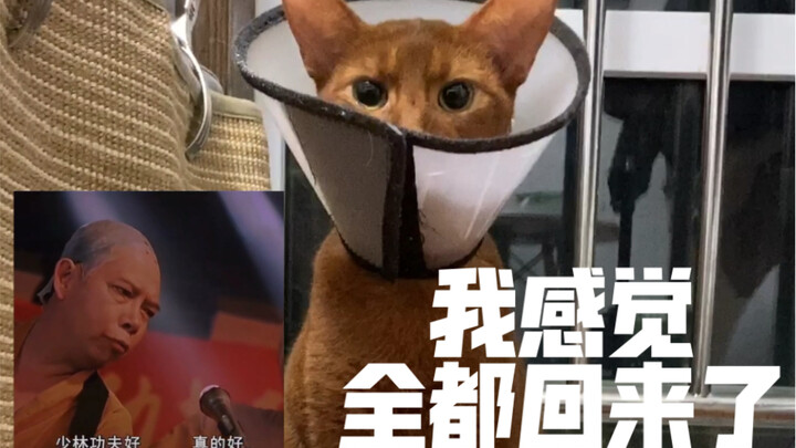 “Phải làm sao đây? Xem ra đúng là do con mèo thật rồi!” “Không sao, lúc đó mình cứ nói: mèo đi theo 