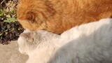 Cute video of a white cat and an orange cat