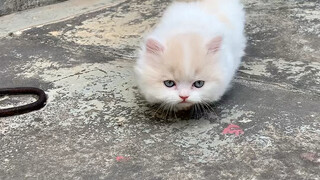 Terlalu banyak tikus di rumah, mengapa anak kucing yang saya beli tidak bisa menangkap tikus?