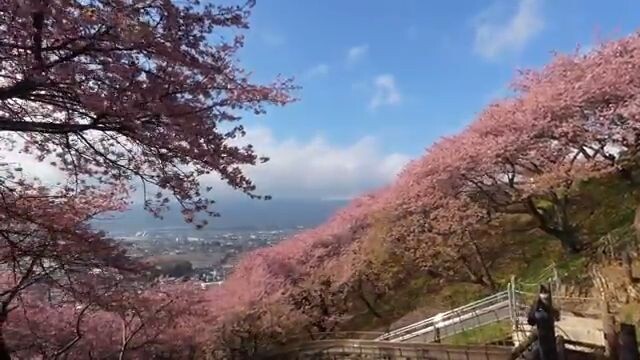 Kawazu cherry blossoms and Mt. Fuji at Mt. Matsuda