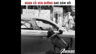 Ngọn Cỏ Ven Đường Sao Dám Với | cre: Phạm Minh