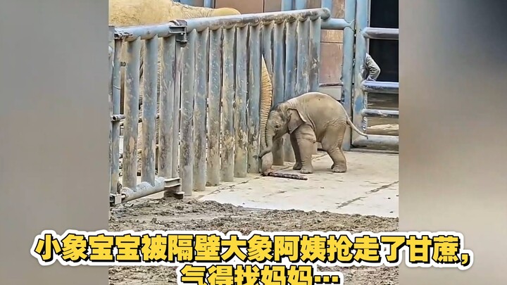 Bayi gajah kecil kehilangan tebu yang direbut oleh bibi gajah tetangga, lalu marah-marah sambil menc