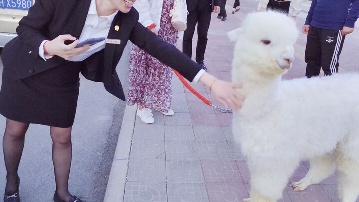 Baru saja mengangkat alpaka dari mobil, para pejalan kaki langsung berkerumun untuk melihat: Anjing 