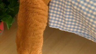My cat really loves me.
