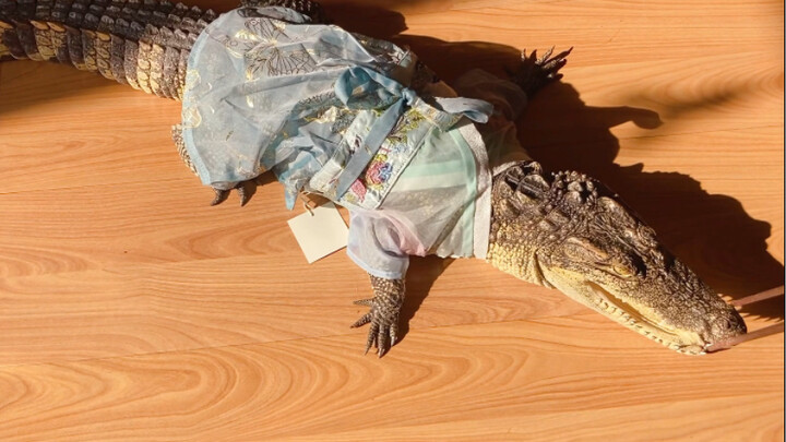 A Little Crocodile's Confession