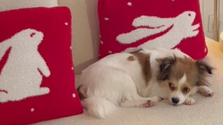 Immersive home vlog | Living alone with one person and three dogs is comfortable