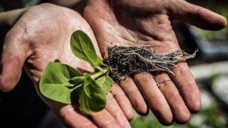 Jangan Buang Cacing dari Tumbuhan, Inilah Akibatnya!