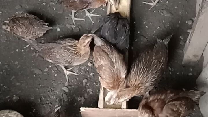 3/4sbr/Gilmore & sweater open ear/hatchgray