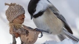 "Membuat peri dari biji pohon ek dan ranting, tinggal bersama hewan-hewan di kota dongeng"